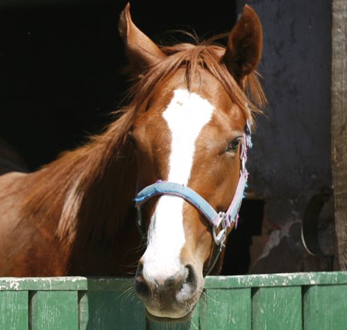 Natural Feed Supplements for Your Horse